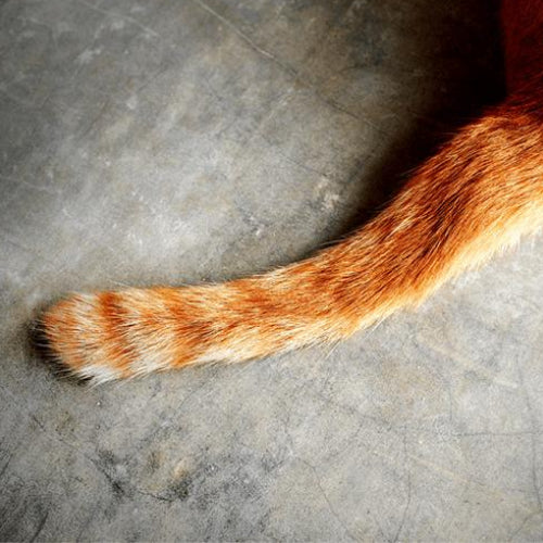 Tail Injuries in Cats: Never Catch a Cat by the Tail